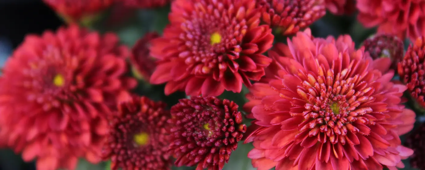 Fall Annuals