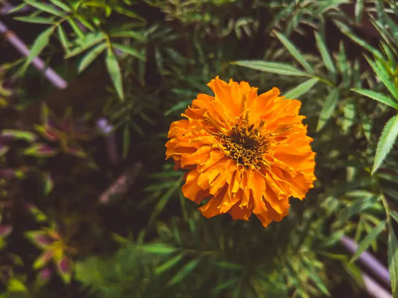 Fall Blooming Annuals Fall Blooming Annuals