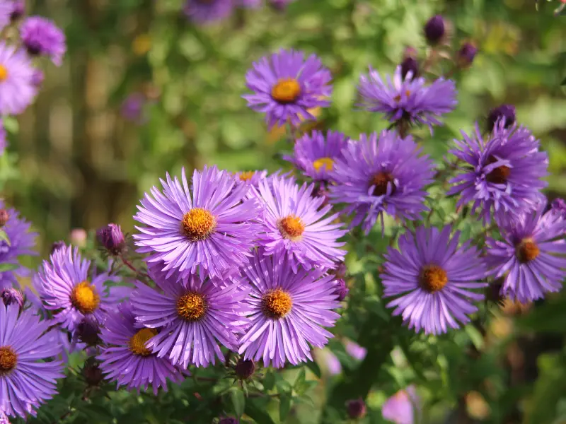 Fall Blooming Perennials Fall Blooming Perennials