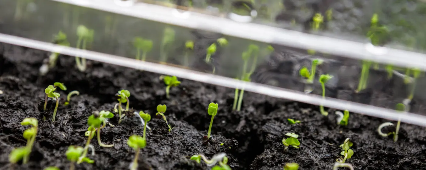 Indoor seed starting