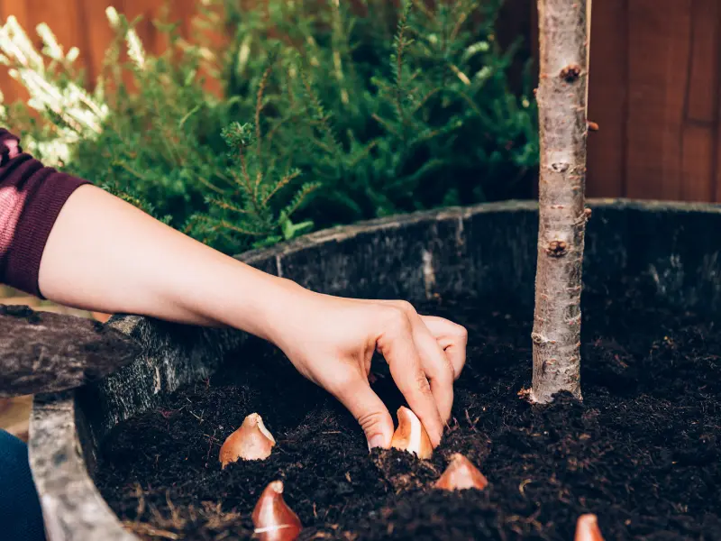 Plant your Spring Bulbs now! Plant your Spring Bulbs now!