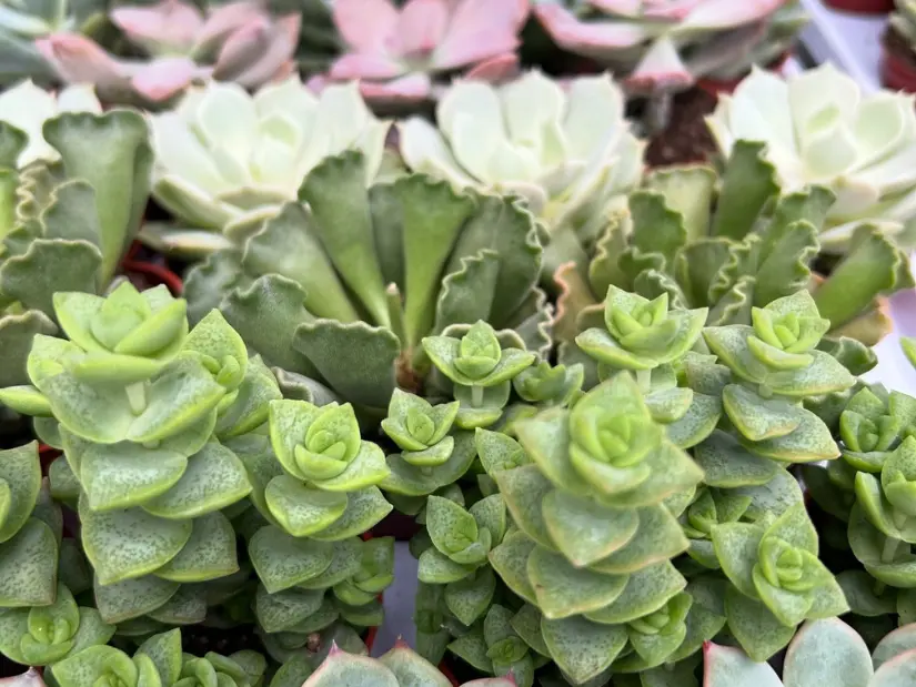 Succulents Succulents
