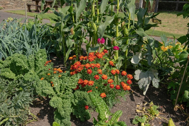 Benefits of companion planting and how it's done