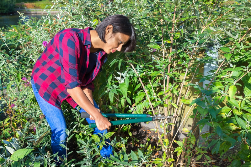 How to Prune Shrubs