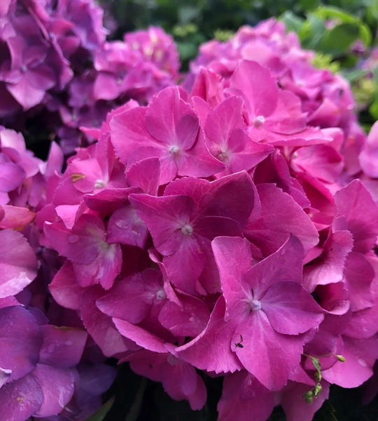 Hydrangeas: The Blossoming Beauties of Your Garden