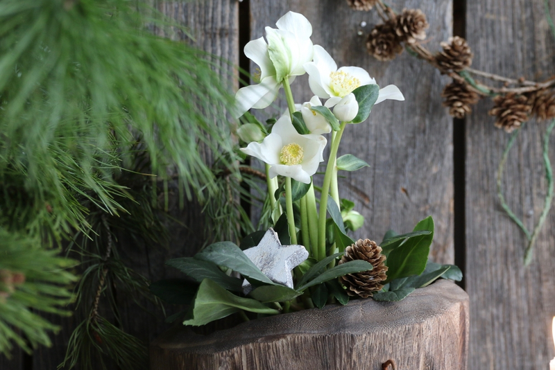 Planting Hellebores for Winter Colour