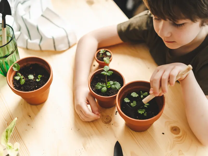 The Best Houseplants for Kids: Easy and Perfect for Their Room