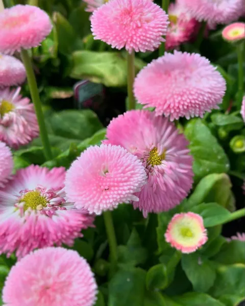 Think Pink: Embrace the Trend Color in Your Garden This Summer